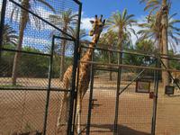 Oasis Park (44) &ndash; &copy; Francisco Javier Burgos Gutierrez (Eberhardt TRAVEL)