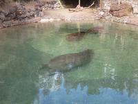 Oasis Park (45) &ndash; &copy; Francisco Javier Burgos Gutierrez (Eberhardt TRAVEL)