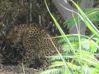 Oasis Park (49) &ndash; &copy; Francisco Javier Burgos Gutierrez (Eberhardt TRAVEL)