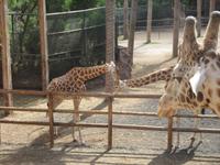 Oasis Park (54) &ndash; &copy; Francisco Javier Burgos Gutierrez (Eberhardt TRAVEL)