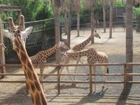 Oasis Park (55) &ndash; &copy; Francisco Javier Burgos Gutierrez (Eberhardt TRAVEL)
