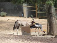 Oasis Park (56) &ndash; &copy; Francisco Javier Burgos Gutierrez (Eberhardt TRAVEL)