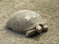 Oasis Park (67) &ndash; &copy; Francisco Javier Burgos Gutierrez (Eberhardt TRAVEL)