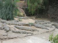 Oasis Park (68) &ndash; &copy; Francisco Javier Burgos Gutierrez (Eberhardt TRAVEL)