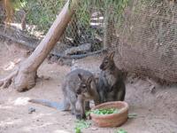 Oasis Park (88) &ndash; &copy; Francisco Javier Burgos Gutierrez (Eberhardt TRAVEL)