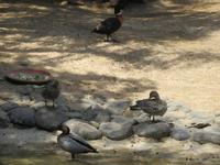 Oasis Park (90) &ndash; &copy; Francisco Javier Burgos Gutierrez (Eberhardt TRAVEL)
