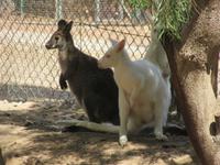 Oasis Park (91) &ndash; &copy; Francisco Javier Burgos Gutierrez (Eberhardt TRAVEL)