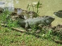 Oasis Park (116) &ndash; &copy; Francisco Javier Burgos Gutierrez (Eberhardt TRAVEL)