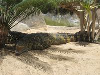 Oasis Park (121) &ndash; &copy; Francisco Javier Burgos Gutierrez (Eberhardt TRAVEL)