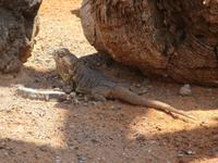 Oasis Park (125) &ndash; &copy; Francisco Javier Burgos Gutierrez (Eberhardt TRAVEL)