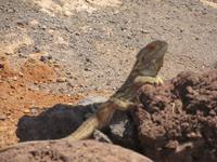 Oasis Park (126) &ndash; &copy; Francisco Javier Burgos Gutierrez (Eberhardt TRAVEL)
