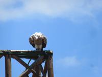 Oasis Park (146) &ndash; &copy; Francisco Javier Burgos Gutierrez (Eberhardt TRAVEL)