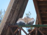 Oasis Park (148) &ndash; &copy; Francisco Javier Burgos Gutierrez (Eberhardt TRAVEL)