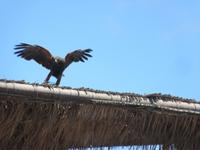 Oasis Park (168) &ndash; &copy; Francisco Javier Burgos Gutierrez (Eberhardt TRAVEL)