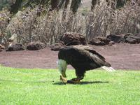 Oasis Park (169) &ndash; &copy; Francisco Javier Burgos Gutierrez (Eberhardt TRAVEL)