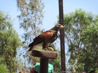 Oasis Park (175) &ndash; &copy; Francisco Javier Burgos Gutierrez (Eberhardt TRAVEL)