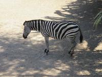 Oasis Park (177) &ndash; &copy; Francisco Javier Burgos Gutierrez (Eberhardt TRAVEL)