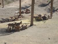 Oasis Park (181) &ndash; &copy; Francisco Javier Burgos Gutierrez (Eberhardt TRAVEL)