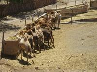 Oasis Park (183) &ndash; &copy; Francisco Javier Burgos Gutierrez (Eberhardt TRAVEL)