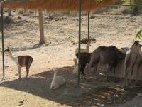 Oasis Park (186) &ndash; &copy; Francisco Javier Burgos Gutierrez (Eberhardt TRAVEL)