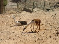 Oasis Park (187) &ndash; &copy; Francisco Javier Burgos Gutierrez (Eberhardt TRAVEL)