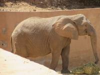 Oasis Park (189) &ndash; &copy; Francisco Javier Burgos Gutierrez (Eberhardt TRAVEL)