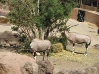 Oasis Park (190) &ndash; &copy; Francisco Javier Burgos Gutierrez (Eberhardt TRAVEL)
