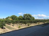 Bodega Torres &ndash; &copy; Jenny Wittenberger (Eberhardt TRAVEL)