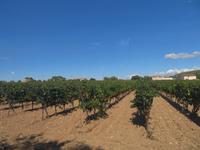 Bodega Torres &ndash; &copy; Jenny Wittenberger (Eberhardt TRAVEL)