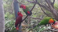 Loro-Park &ndash; &copy; Kristina Hesse (Eberhardt TRAVEL)
