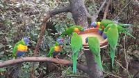 Loro-Park &ndash; &copy; Kristina Hesse (Eberhardt TRAVEL)