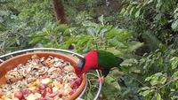 Loro-Park &ndash; &copy; Kristina Hesse (Eberhardt TRAVEL)