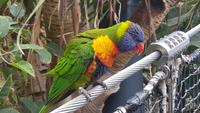 Loro-Park &ndash; &copy; Kristina Hesse (Eberhardt TRAVEL)