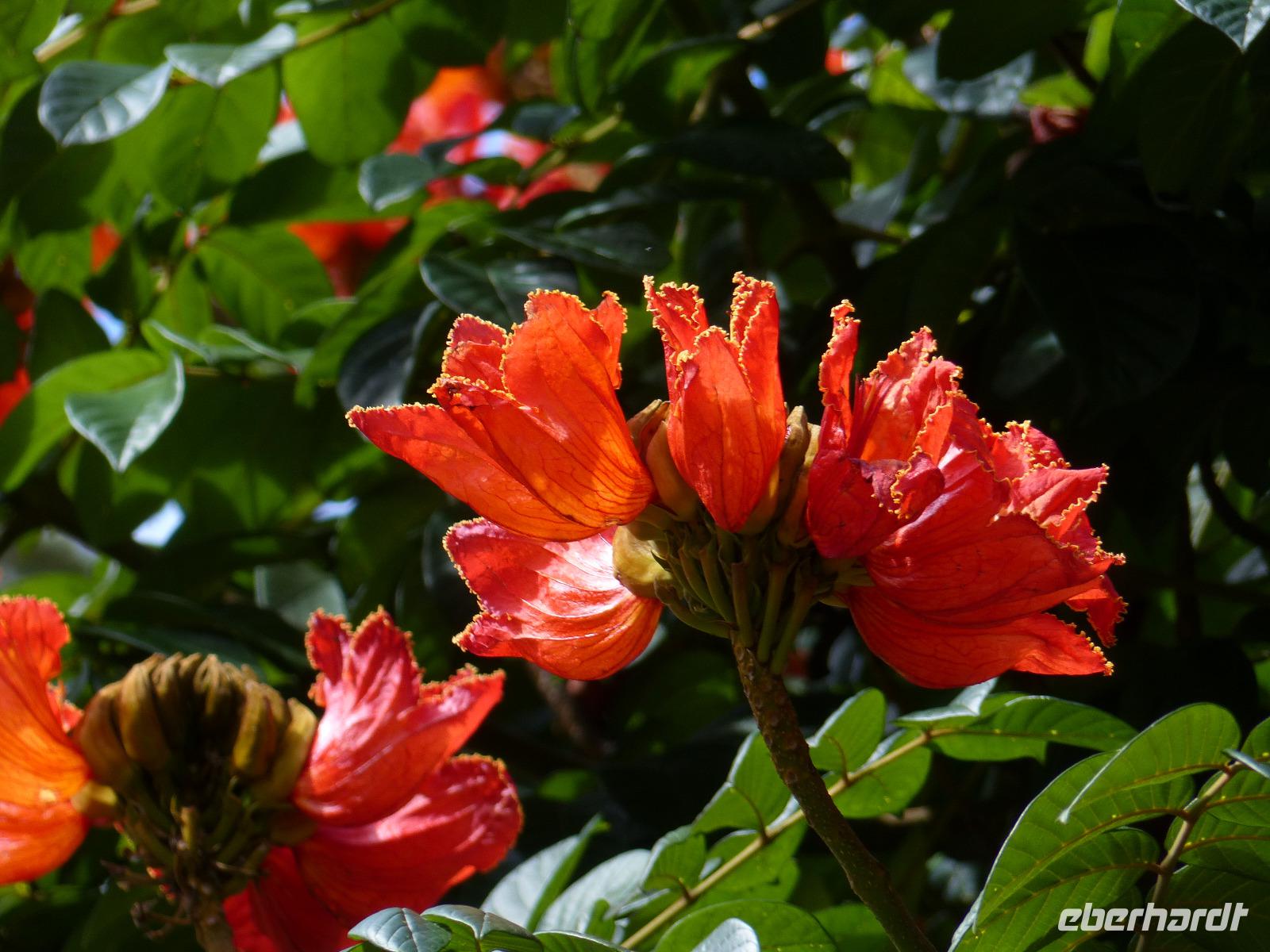 Santa Cruz Teneriffa 6 &ndash; &copy; Margret van Blokland (Eberhardt TRAVEL)
