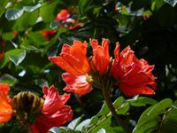 Santa Cruz Teneriffa 6 &ndash; &copy; Margret van Blokland (Eberhardt TRAVEL)