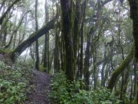 Nebelwald 1 &ndash; &copy; Margret van Blokland (Eberhardt TRAVEL)