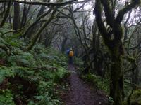 Nebelwald 2 &ndash; &copy; Margret van Blokland (Eberhardt TRAVEL)