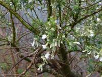 Nebelwald 4 &ndash; &copy; Margret van Blokland (Eberhardt TRAVEL)