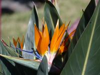 Agulo 6 &ndash; &copy; Margret van Blokland (Eberhardt TRAVEL)
