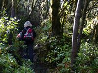 Garajonay Nationalpark 2 &ndash; &copy; Margret van Blokland (Eberhardt TRAVEL)