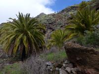 Wanderung bei Alajero 5 &ndash; &copy; Margret van Blokland (Eberhardt TRAVEL)