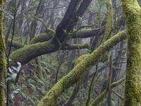 Nebelwald 5 &ndash; &copy; Margret van Blokland (Eberhardt TRAVEL)