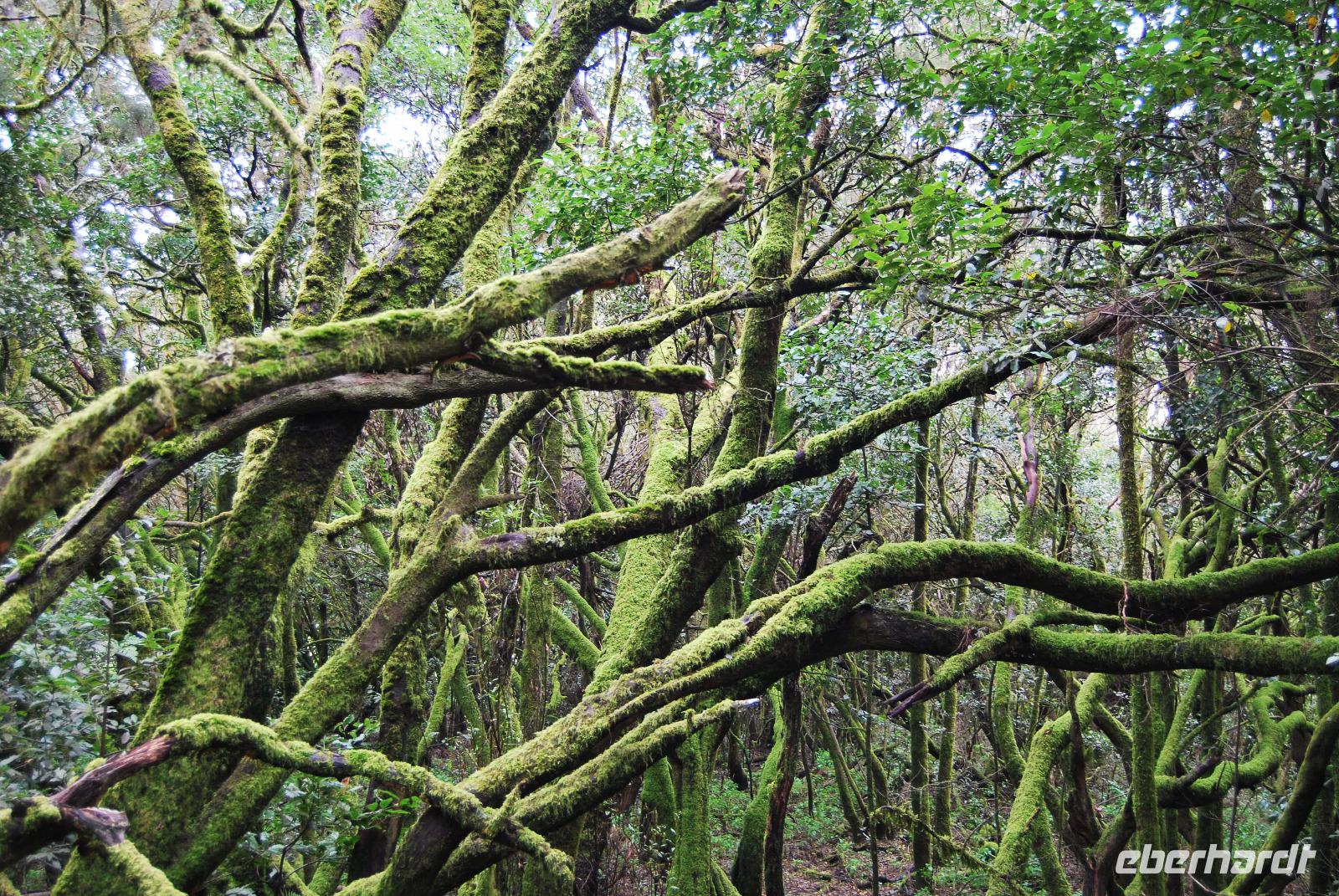 La Gomera - Nationalpark Garajonay &ndash; &copy; Eric Richter (Eberhardt TRAVEL)