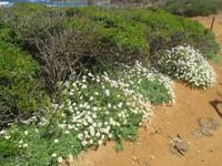 Platja de Cavalleria &ndash; &copy; Stefanie Knisse (Eberhardt TRAVEL)