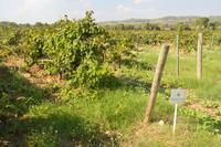 Weinstöcke im Cava-Land1 &ndash; &copy; Gina Egenolf (Eberhardt TRAVEL)
