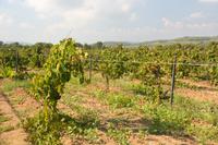 Weinstücke im Cava-Land2 &ndash; &copy; Gina Egenolf (Eberhardt TRAVEL)