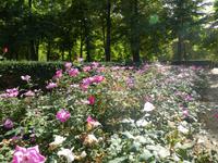 243 Aranjuez &ndash; &copy; Karolin Kühn (Eberhardt TRAVEL)