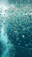 Teneriffa, Puerto de la Cruz, Loro Park &ndash; &copy; Ria Heilmann (Eberhardt TRAVEL)