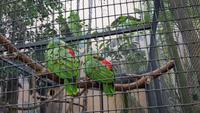 Teneriffa, Puerto de la Cruz, Loro Park &ndash; &copy; Ria Heilmann (Eberhardt TRAVEL)