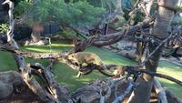 Teneriffa, Puerto de la Cruz, Loro Park &ndash; &copy; Ria Heilmann (Eberhardt TRAVEL)